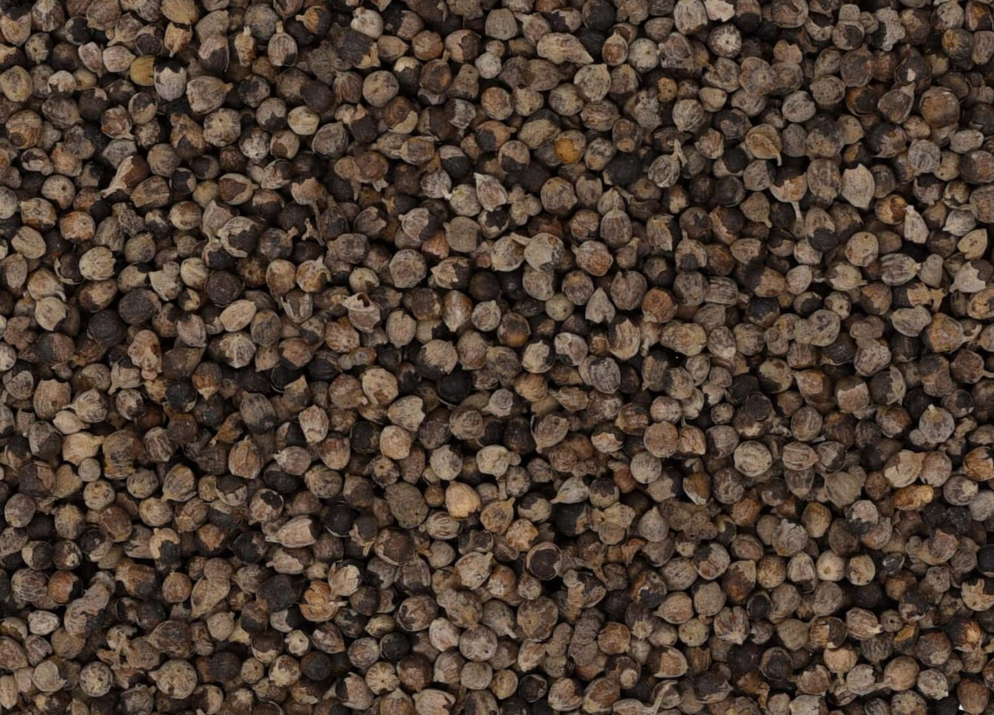 Close-up texture of dried chaste berry, showing small dark grey berries used for teas and herbal remedies.