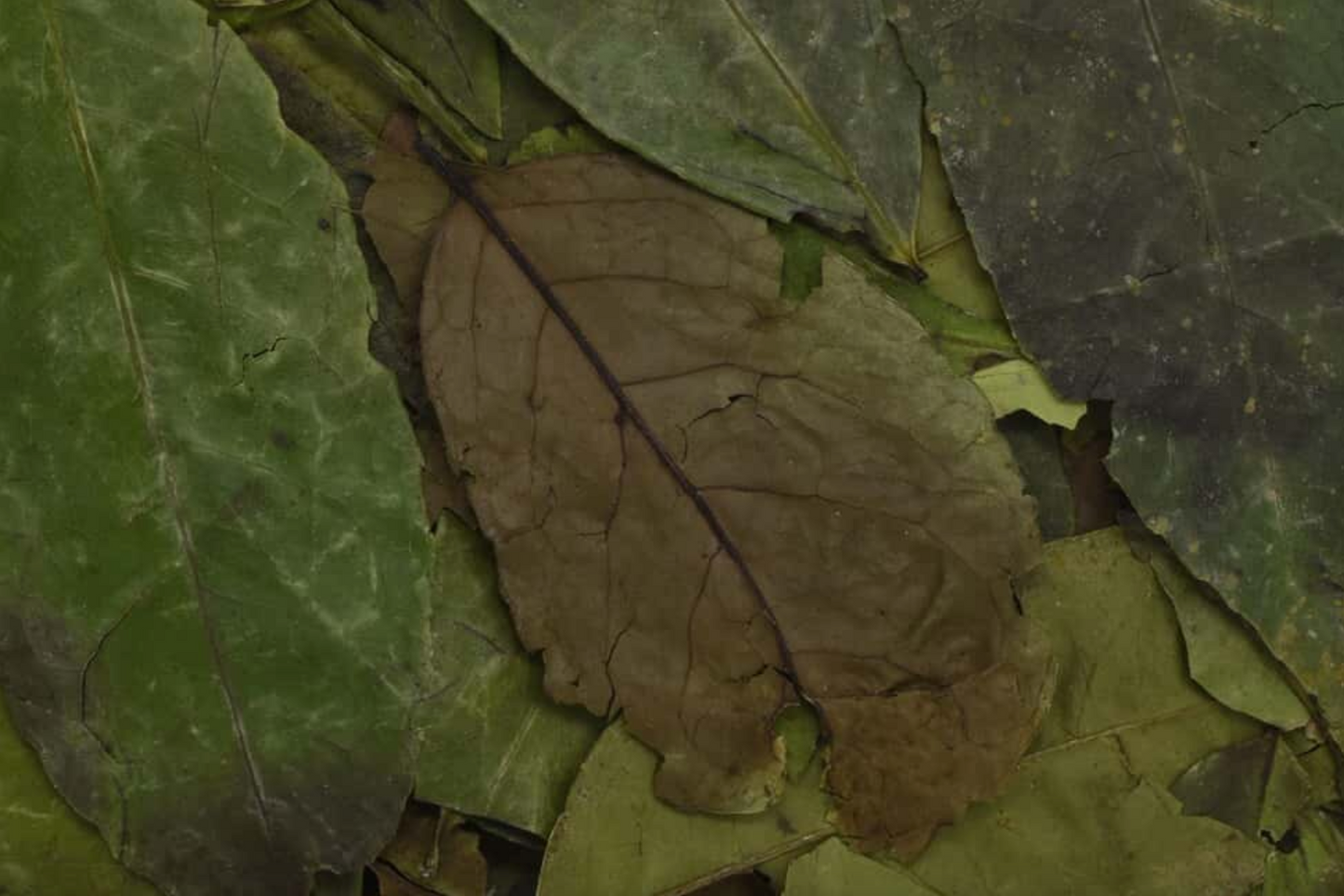 Close-up of dried guayusa leaf, showing vivid dark green leaves used for teas and herbal remedies.