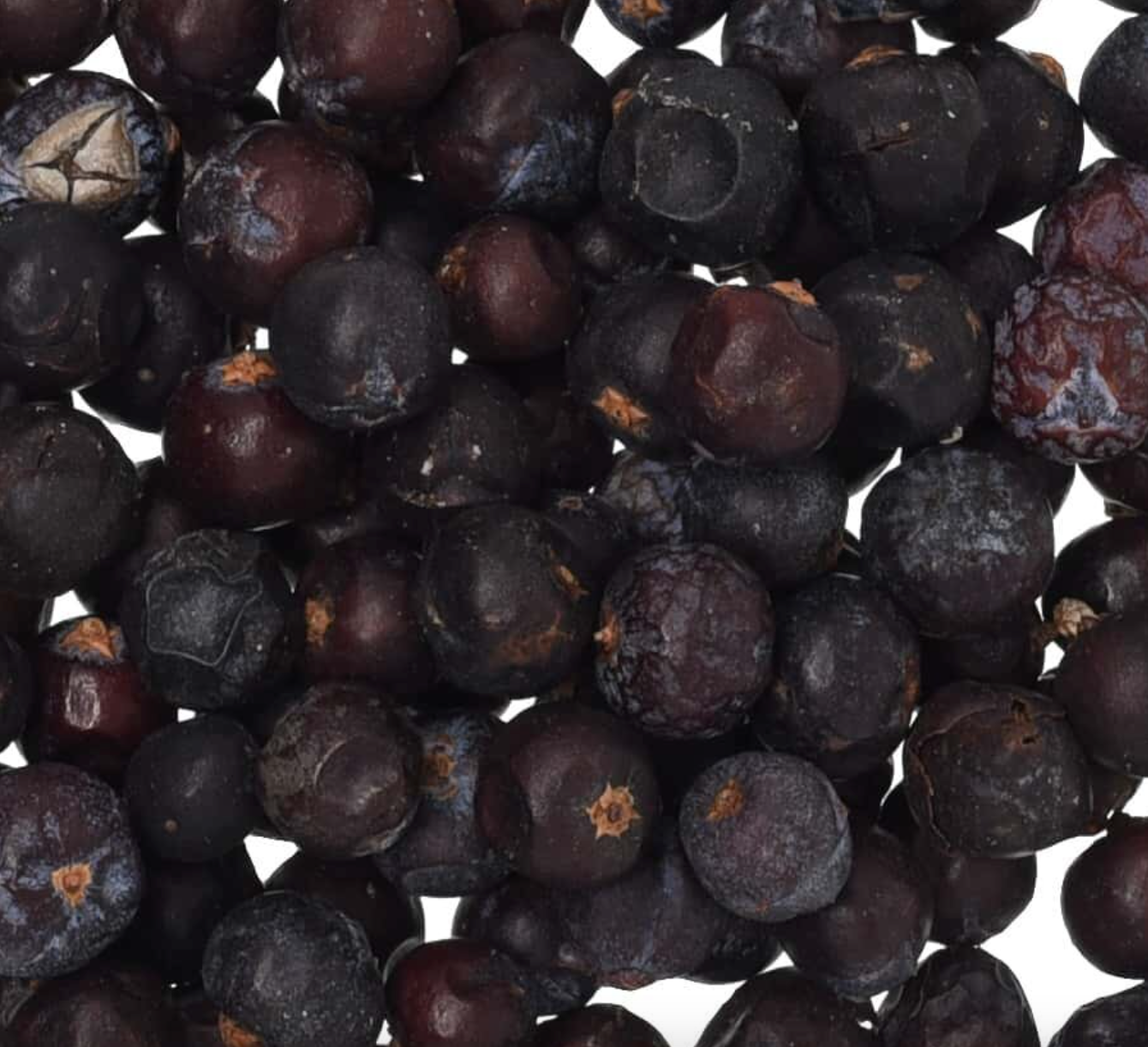 Close-up of dried juniper berry, showing round dark purple berries used for teas and herbal remedies.