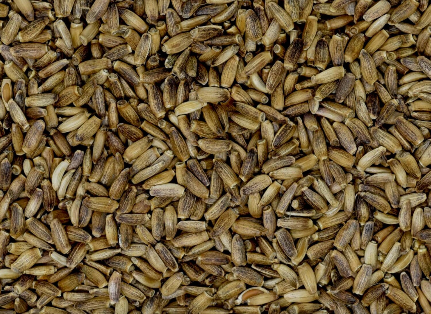 Close-up of dried milk thistle seeds, showing small brown seeds used for teas and herbal remedies.