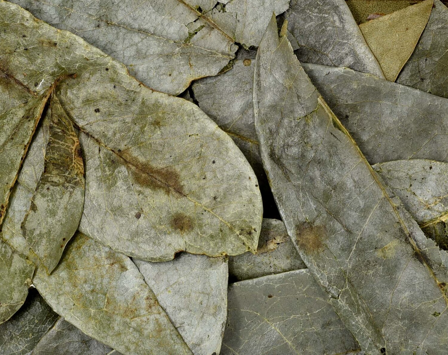 Close-up of dried soursop leaf, showing large green leaves used for teas and herbal remedies.