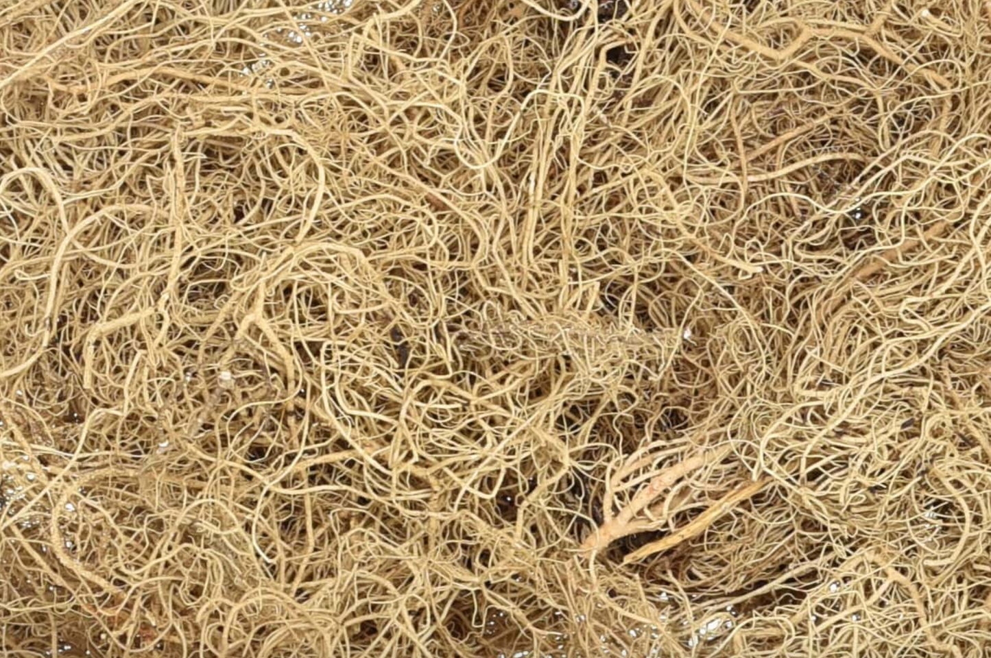 Close-up of dried usnea herb, showing stringy brown pieces used for teas and herbal remedies.