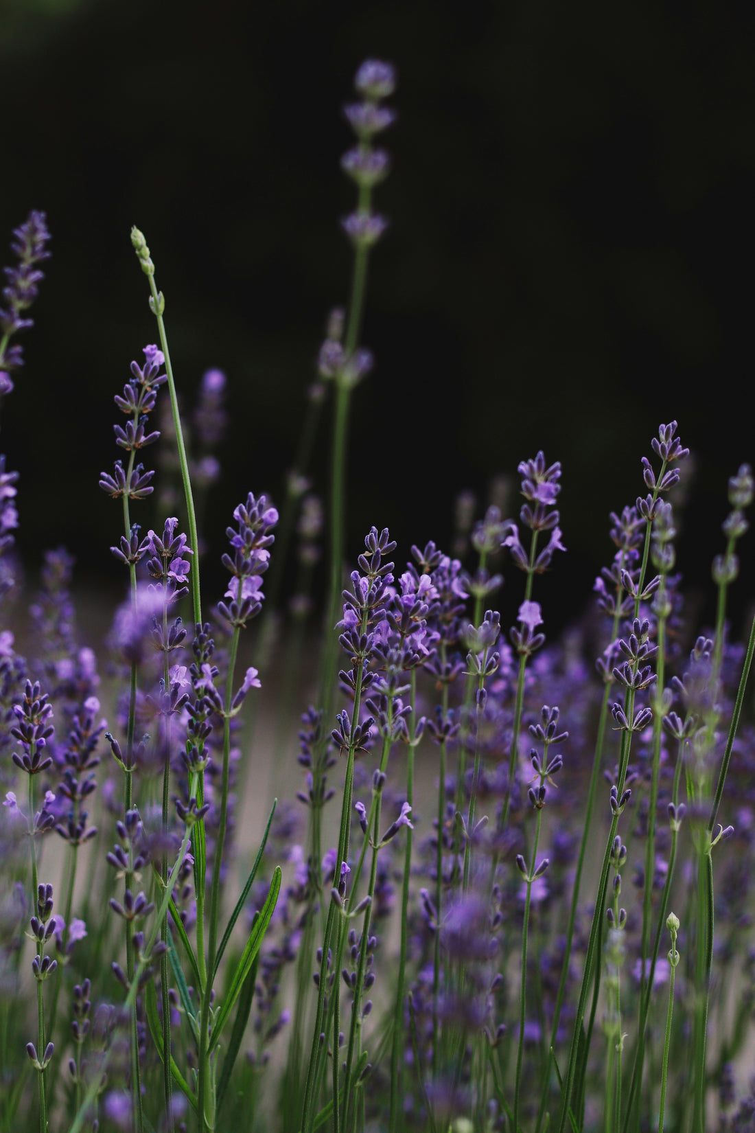 Purple lavender flowers in front of a black background.