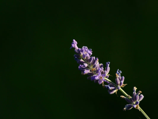 Purple lavender flower in front of a black background.
