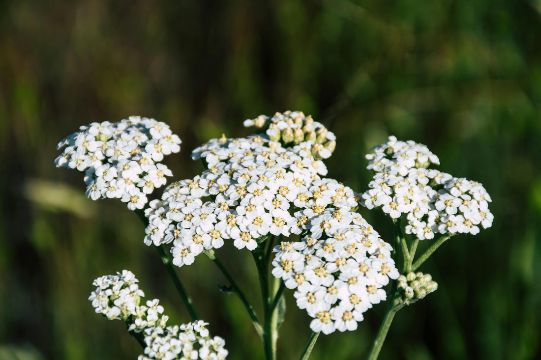 10 Yarrow Tea Recipes