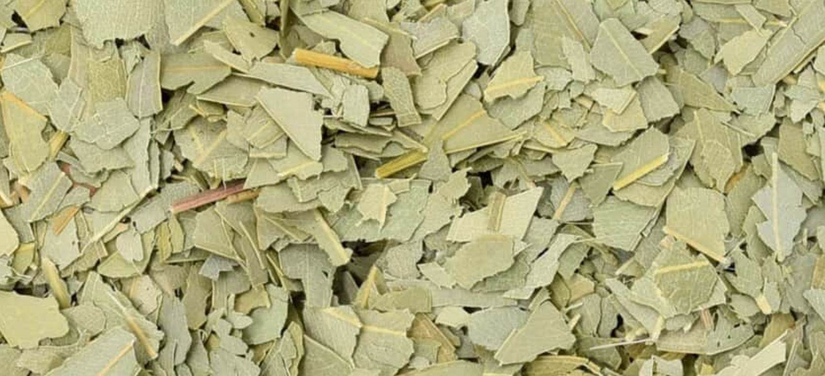Close-up of dried eucalyptus leaf, showing finely cut green leaves used for teas and herbal remedies.