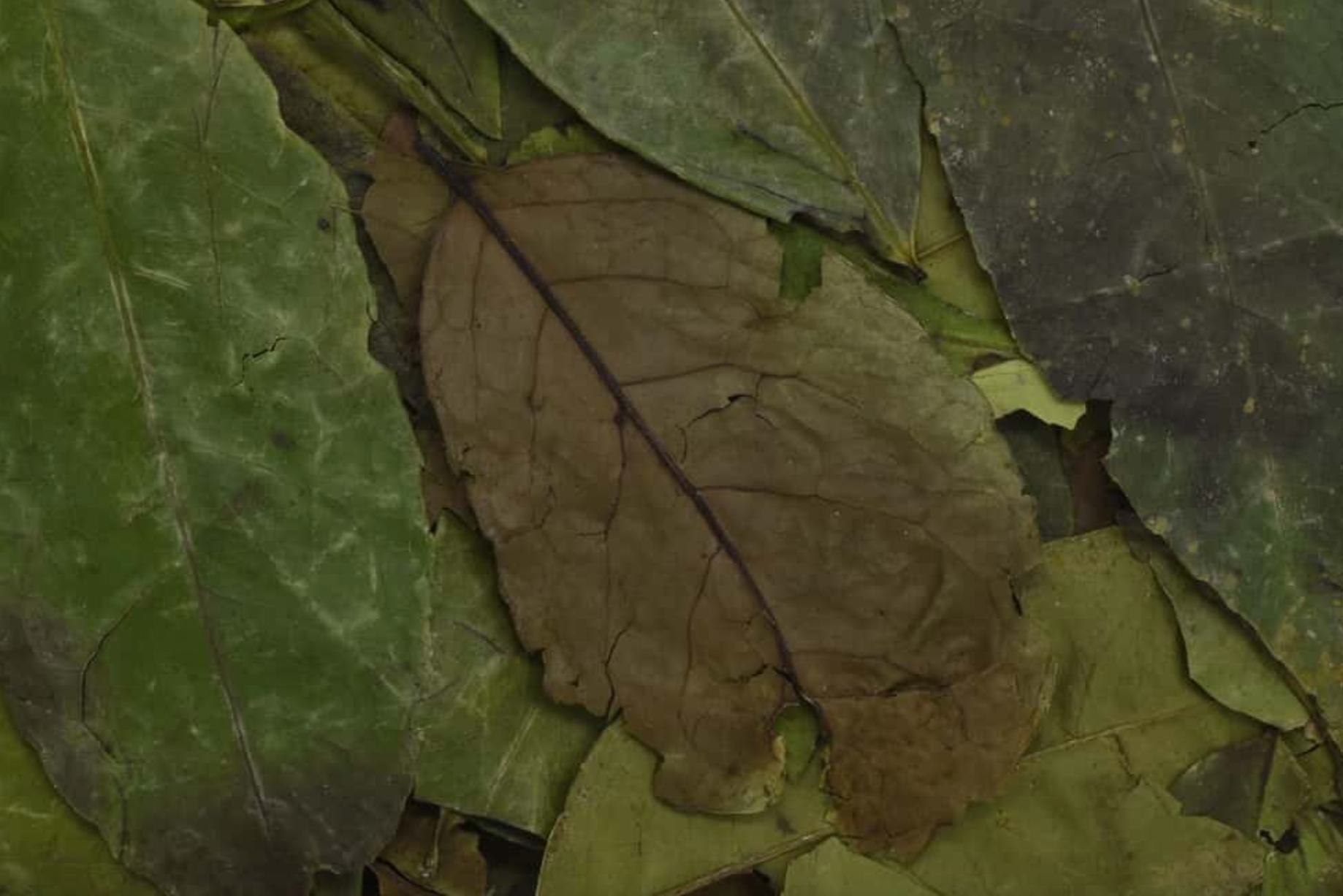 Close-up of dried guayusa leaf, showing vivid dark green leaves used for teas and herbal remedies.